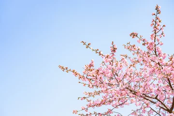 Zelfklevend Fotobehang Beautiful pink cherry blossoms or sakura flowers in full bloom blowing by wind, Warm spring image, Nobody © Akio Mic