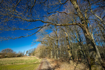 Bare trees seen from below, in a Danish forest