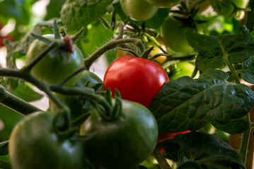 fresh green tomatoes on a branch grown at home