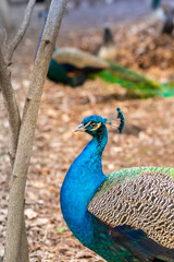 Obraz premium Male peacock close-up walks in the park