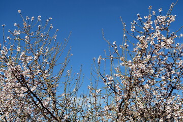 Branches d'amandier en fleur. Ciel bleu.