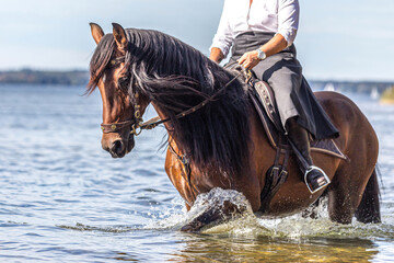 A female equestrian riding her pura raza espanola horse through water