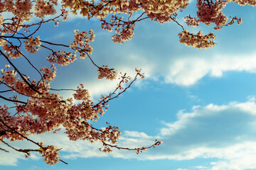 Cherry blossom in spring days