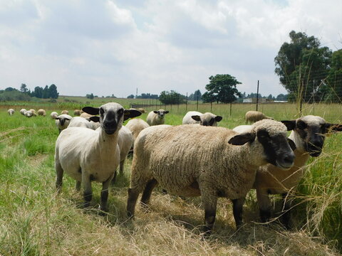 Closeup photo from the ground view up, of a herd of Hampshire sheep standing all huddled together facing the camera.