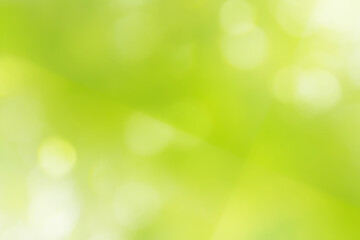 Obraz premium 木漏れ日がやわらかでキラキラ光る美しいパステルグリーンの背景