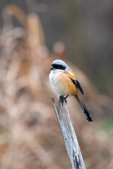 Close-up of a Long-tailed shrike sitting on a branch