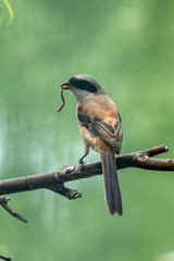 Close-up of a Long-tailed shrike sitting on a branch