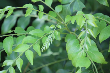 Fototapeta na wymiar Fresh green curry leaves on tree close up