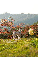 Naklejka premium 강아지