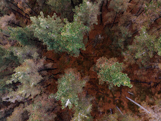 Drone flight over forest (Asturias - SPAIN)
