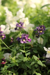 flowers in the garden