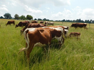 Naklejka na ściany i meble Cattle grazing in a green grass land landscape. Brown cows with white patches, cute little calves, horned cows and white cows grazing on long grasses in Gauteng, South Africa
