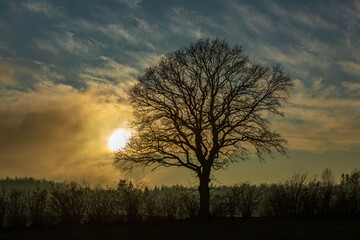 Fototapeta na wymiar Danish evening sun - special fog and dramatic light, with bare trees in front, and background