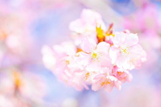 Beautiful pink cherry blossoms or sakura flowers in full bloom, Warm spring background, Nobody