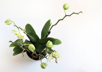 Bellissimi fiori di orchidea bianchi, isolati su sfondo bianco. - obrazy, fototapety, plakaty