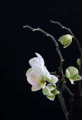 Bellissimi fiori di orchidea bianchi, isolati su sfondo scuro. - obrazy, fototapety, plakaty