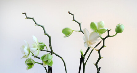 Bellissimi fiori di orchidea bianchi, isolati su sfondo bianco. - obrazy, fototapety, plakaty
