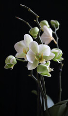 Bellissimi fiori di orchidea bianchi, isolati su sfondo scuro.