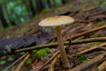 single mushroom in the fairy forest