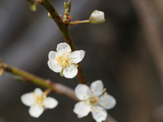 White flowers (Prunus mume, also known as Chinese plums or Japanese apricots)