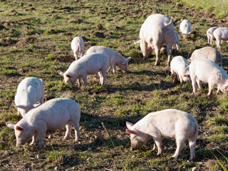 Bio Schwein mit Ferkeln in Freilandhaltung auf gro&szlig;z&uuml;ger Fl&auml;che zum W&uuml;hlen