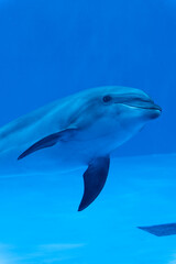 水中のバンドウイルカ