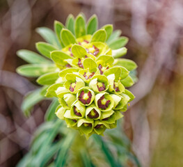 flowers of eufhorbia