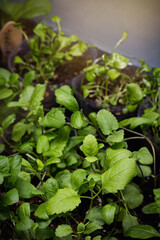 young shoots of the Veronica plant are grown for seedlings for a garden or cottage