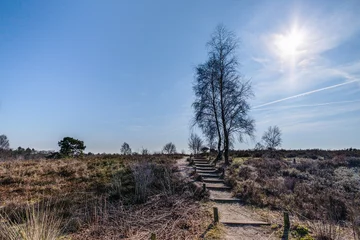 Fototapete Tonnenberg - Zwolse bos bij Speuld    Tonnenberg - Zwolle forest near Speuld © Holland-PhotostockNL