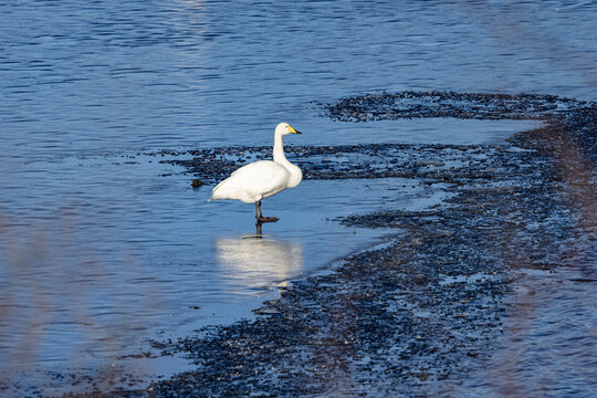 Whooper swan Mo lake ,Helgeland,Northern Norway,scandinavia,Europe