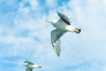 大空を舞うカモメ
