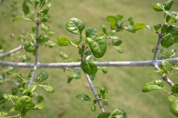 green peas growing in a garden