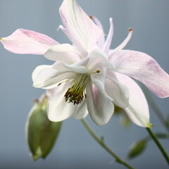 Fototapeta na wymiar Sunny summer day. A large delicate flower of a aquilegia in approach on an interesting background. On light petals play of light and shadow.