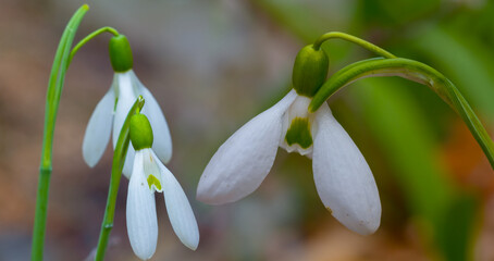 Fototapeta na wymiar closeup heap of white snowdrop in forest, beautiful spring natural background