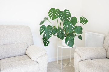 Monstera green plant in white pot in neutral decor home