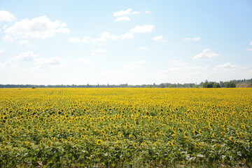 Obraz premium field of sunflowers