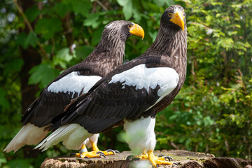 One of the largest raptors, the Steller´s sea eagle