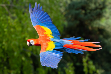 Scarlet macaw with its striking plumage