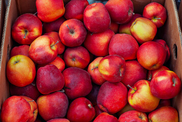 Lots of red and yellow apples in a box. Texture of round apples close up. Sale of fruit at the market and supermarket.