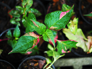 Syngonium verigated plants in pot bueatyfull and easy to care 