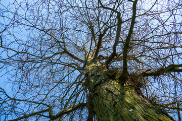Gleditschie Baum, Lederhülsenbaum mit langen Stacheln, Dornen am Stamm