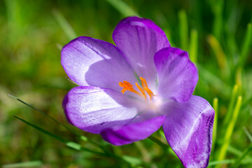 Samotny fioletowy krokus w trawie
