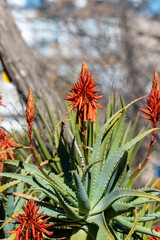 Obraz premium blooming aloe vera. aloe vera flower