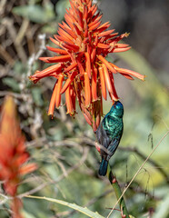 The Palestine sunbird (Cinnyris osea), male, feeding on red flowers, Israel