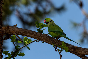 Ringneck Parakeet. indian parrot green