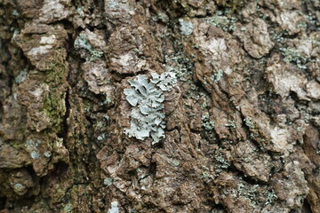 Borke einer Birke, Betula pendula mit Bewuchs durch eine Flechte