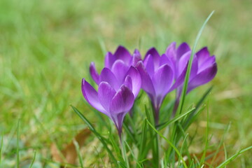 Crocus, blühende Krokusse auf einer grünen Wiese in voller Blüte mit violett und grün