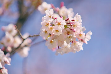 春の喜び