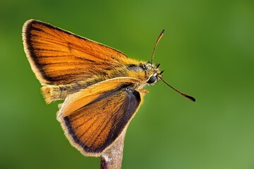 close up of a butterfly