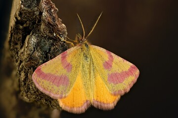 butterfly on a flower